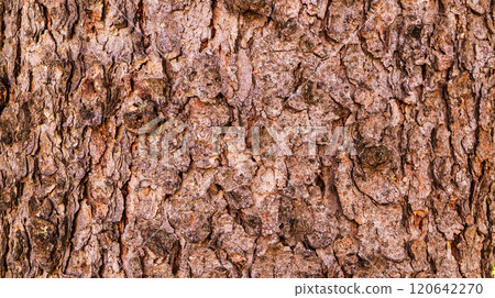 Wood Textured Background Wood Textured Background 120642270