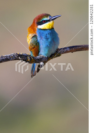 Bee-eater 120642281