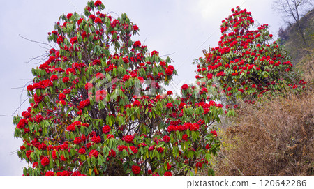 Flowering Rhododendron, Himalaya Flowering Rhododendron, Himalaya 120642286