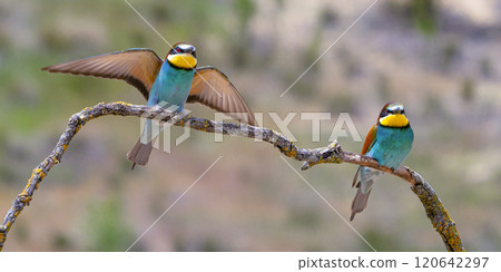 Bee-eater Bee-eater 120642297