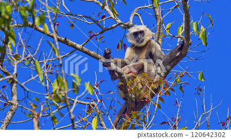 Tarai Gray Langur, Royal Bardia National Park, Nepal Tarai Gray Langur, Royal Bardia National Park, Nepal 120642302