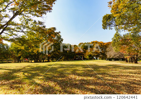 A large zelkova tree with autumn leaves in a well-maintained park A large zelkova tree with autumn leaves in a well-maintained park 120642441
