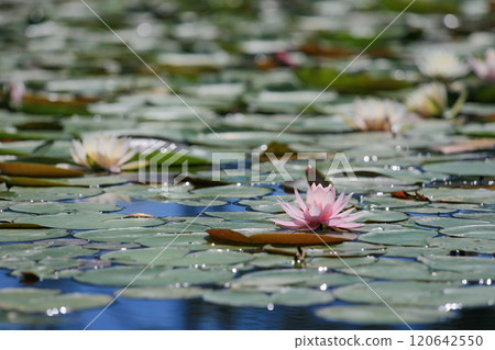 浮在水面上的睡蓮花 浮在水面上的睡蓮花 120642550