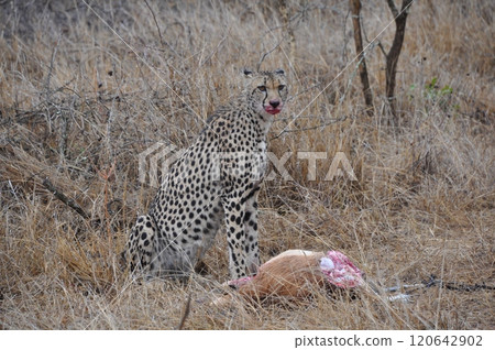 Cheetah hunting prey 120642902