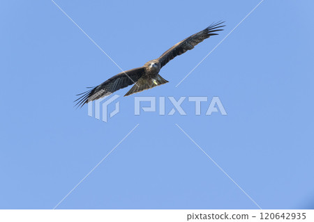 托比 托比 120642935