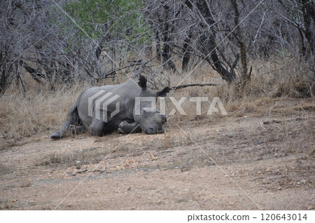 A lying rhino encountered during a game drive A lying rhino encountered during a game drive 120643014