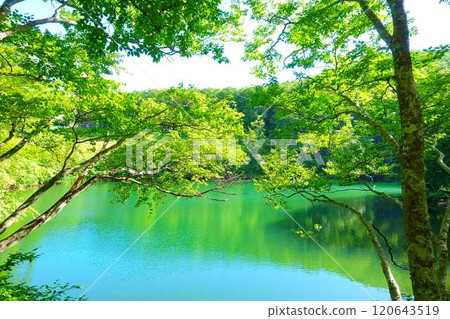 多科沼澤藏王鮮綠 多科沼澤藏王鮮綠 120643519