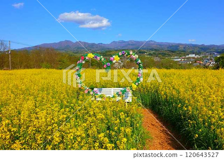 Rape field in full bloom, Ventengarten, Kaminoyama 120643527