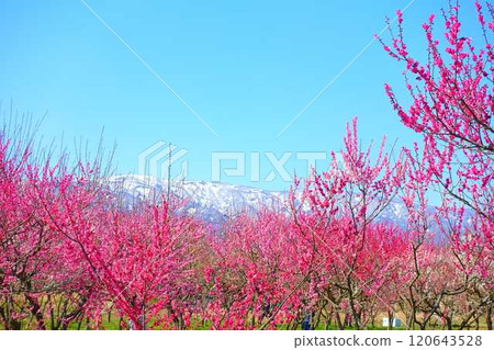 Plum blossoms in full bloom, plum grove, Mogami River, Nagai City Plum blossoms in full bloom, plum grove, Mogami River, Nagai City 120643528
