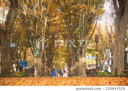 Falling leaves on Jozenji Street in autumn 120643529