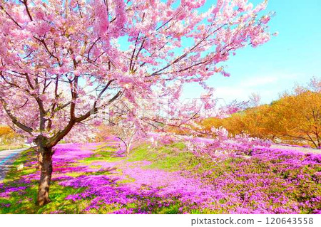Moss Phlox, Shibazakura, Tachiya River, Cherry Blossoms, Yamagata City Moss Phlox, Shibazakura, Tachiya River, Cherry Blossoms, Yamagata City 120643558