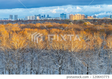 snowy trees in city park lit by setting sun snowy trees in city park lit by setting sun 120643773