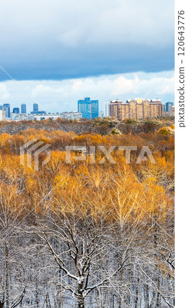 snow-covered oak in city park after first snow 120643776
