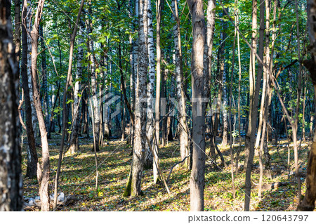 tree trunks in city park on sunny autumn day tree trunks in city park on sunny autumn day 120643797
