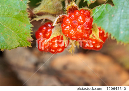 Red berries of raspberries Red berries of raspberries 120643840
