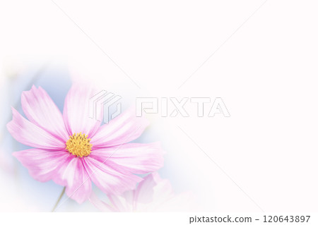 美麗綻放的秋天櫻花 美麗綻放的秋天櫻花 120643897