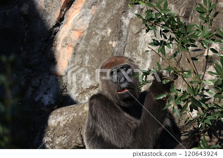 Gorilla 120643924