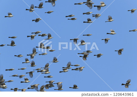 Bulbul Bulbul 120643961