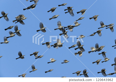 球莖 球莖 120643962