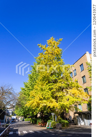 東京大學本鄉校區 120643977