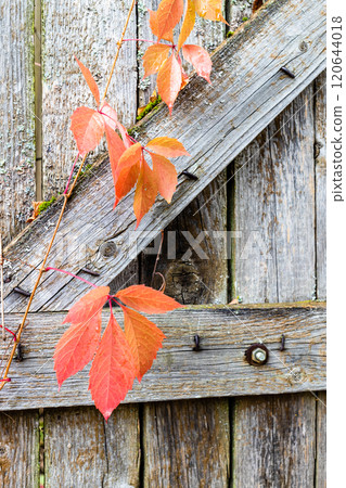 red autumn leaves on old wooden wicket close up 120644018