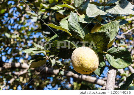 yellow ripe quince fruit on tree closeup in autumn yellow ripe quince fruit on tree closeup in autumn 120644026