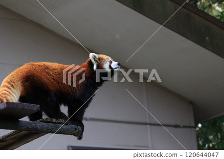 Lesser panda 120644047