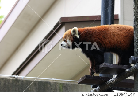 Lesser panda 120644147