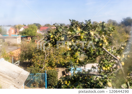 backyard of village house though dirty window backyard of village house though dirty window 120644290