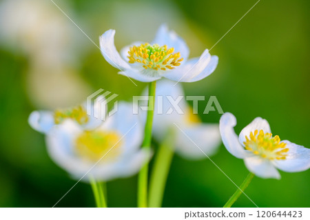 Hakusan Ichige 120644423