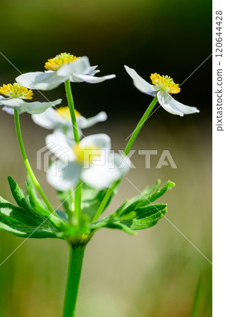 Hakusan Ichige Hakusan Ichige 120644428