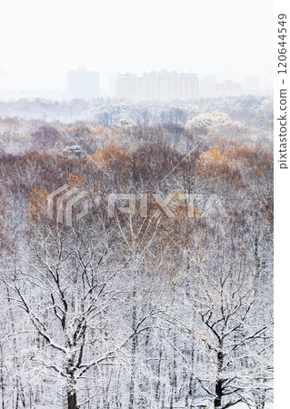 snowy trees in city park covered with first snow 120644549