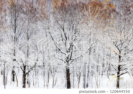 view of snowy trees in city park covered with snow 120644550