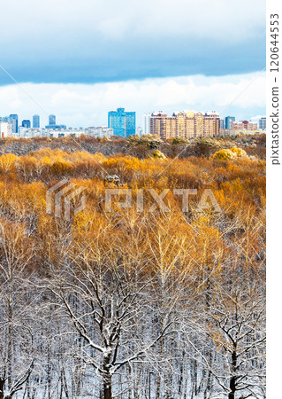 sunlit treetops in city park after the first snow 120644553