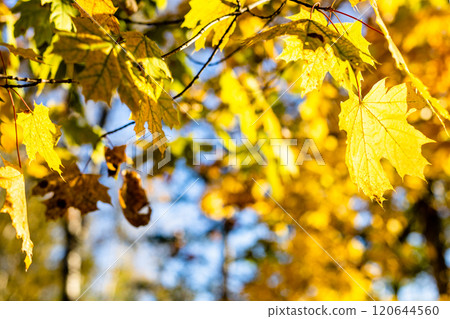 twigs with yellow maple leaves illuminated by sun twigs with yellow maple leaves illuminated by sun 120644560