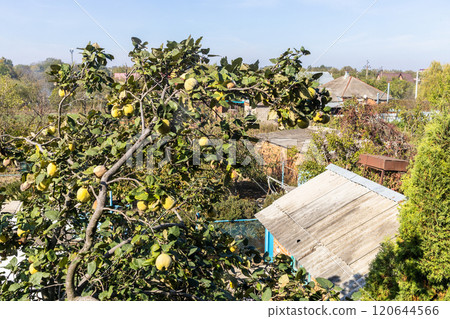 quince tree on backyard of village house 120644566