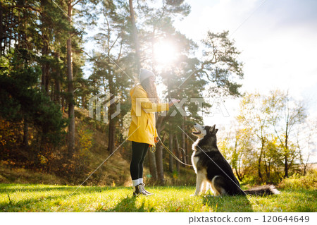Beautiful young woman in a hat and yellow coat walks with her husky on the lawn in the park. Beautiful young woman in a hat and yellow coat walks with her husky on the lawn in the park. 120644649