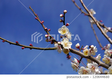 白梅 白梅 120644680