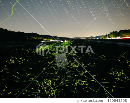 Firefly light Firefly light 120645208