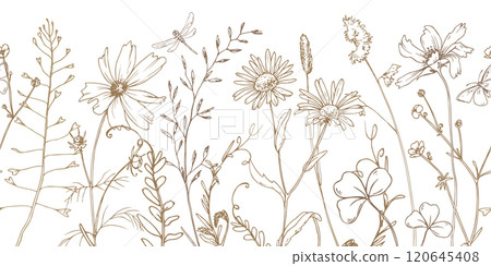 Field, meadow, wild flowers and herbs cosmos, chamomile, clover and insects. Line art is a simple hand-drawn illustration in beige, ochre, brown ink. Seamless border pattern vector EPS Field, meadow, wild flowers and herbs cosmos, chamomile, clover and insects. Line art is a simple hand-drawn illustration in beige, ochre, brown ink. Seamless border pattern vector EPS 120645408