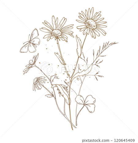 Field, meadow, wild flowers and herbs chamomile, meadow bluegrass, clover with a butterfly. Line art is a simple hand-drawn illustration in beige, ochre, brown ink. Bouquet flowers vector EPS 120645409