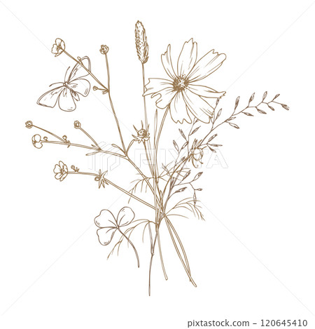 Field, meadow, wild flowers and herbs cosmos, bluegrass, mouse pea with a butterfly. Line art is a simple hand-drawn illustration in beige, ochre, brown ink. Bouquet flowers vector EPS 120645410