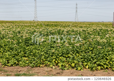 Tobacco field with flowering plants under a clear sky near power lines Tobacco field with flowering plants under a clear sky near power lines 120646926