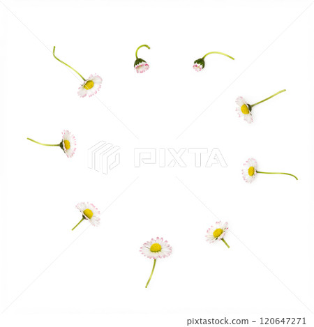 Daisies, chamomile lie in a circle on a white background Daisies, chamomile lie in a circle on a white background 120647271
