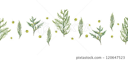 Watercolor cypress with green yellow cones horizontal seamless banner isolated on white. Aromatic conifer illustration for Xmas decor, aromatherapy or homeopathy design, nature textile, package. 120647523