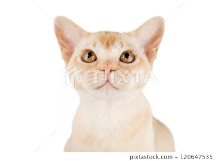 Cream Burmese cat on transparent background. Cream Burmese cat on transparent background. 120647535
