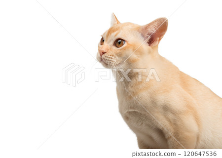 Cream Burmese cat on transparent background. Cream Burmese cat on transparent background. 120647536