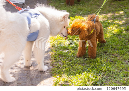 Small chocolate poodle and white big dog on the grass. Pet in nature. Dogs friendship Small chocolate poodle and white big dog on the grass. Pet in nature. Dogs friendship 120647695
