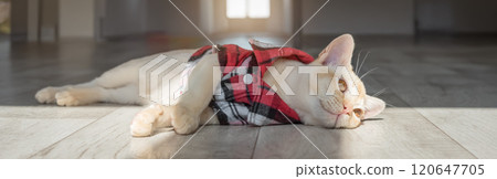 Burmese kitten in a red shirt in the living room. 120647705