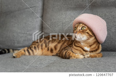 Charming Bengal cat in a warm hat on a sofa in the house. 120647707